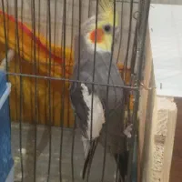 کفتر عروس هلندی ..قناری سهره معاوضه با|پرنده|پاکدشت, پاکدشت (مامازند)|دیوار