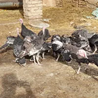بوقلمون نر