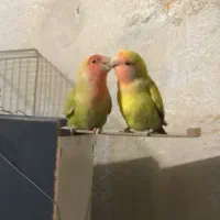 طوطی برزیلی جفت