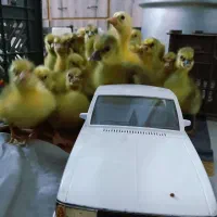 جوجه غاز 5روزه