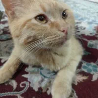 واگذاری گربه