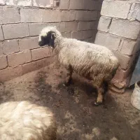 میش نزدیک زاه