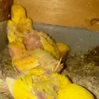 طوطی برزیلی سرلاکی|پرنده|بندر کنگان, |دیوار