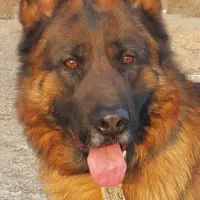 سگ ژرمن شولاین