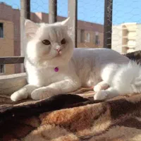 گربه نر پرشین برای جفت گیری