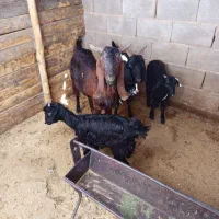 بز کهره دار|حیوانات مزرعه|فسا, |دیوار