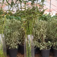 بامبو پیچ وارداتی|گل و گیاه طبیعی|اصفهان, زاجان|دیوار