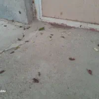 سمپاشی ونابودکردن موش ریشه کنی 24 ساعته.|خدمات نظافت|کرمان, |دیوار