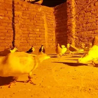 کفتر رنگی پرشی اس|پرنده|گلبهار, شهر جدید گلبهار|دیوار