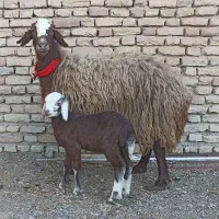 میش افشاری زاییده