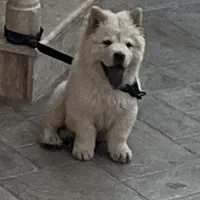 سگ چاوچاو زبان بنفش