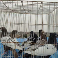 کفتر سینه صید