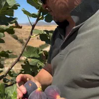 دپو و پخش نهال انجیر مصری  ، خرمالو کن|خدمات باغبانی و درختکاری|تهران, لویزان|دیوار