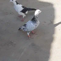 نرو ماده عتیقه