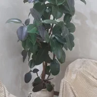 درختچه فیکوس