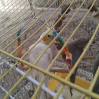 عروس هلندی گمشده