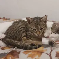 واگذاری یک جفت گربه ملوس