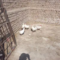 مرغ ماشینی جوان