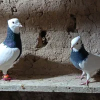 کفتر کبوتر پرشی و رنگی|پرنده|عطاملک, |دیوار