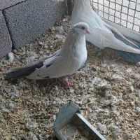 کبوتر تکدم|پرنده|لالجین, |دیوار