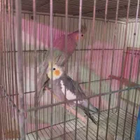 انواع عروس هلندی|پرنده|باسمنج, |دیوار