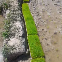 نشاء شالیکاری