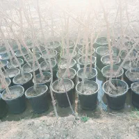 نهال تازه|خدمات باغبانی و درختکاری|شهر ری, شهرک نظامی|دیوار