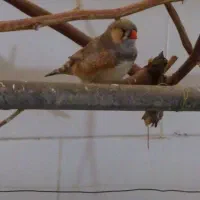 فنچ رنگ پاستیل