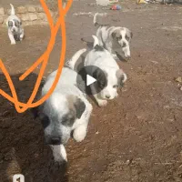 سگ ماده|سگ|قوچان, |دیوار