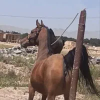 مادیون|اسب و تجهیزات اسب‌سواری|مرودشت, شهرک مهدیه|دیوار