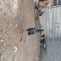 مرغ لاری با مرغ پاپر