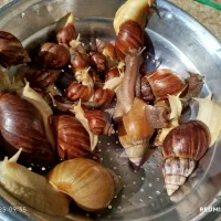 فروش فوق‌العاده حلزون سالم