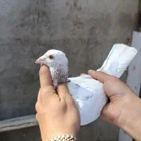 سرور نر