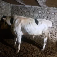 گوساله سیمینتال نر