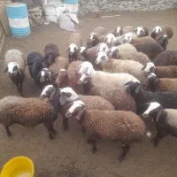 بره ماده داشتی