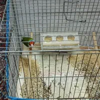 قناری و فنچ گلدین|پرنده|رشت, نخودچر|دیوار