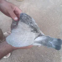 کبوتر کله هما|پرنده|عطاملک, |دیوار