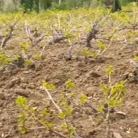 کارگر کشاورز موبری هرس   هستم