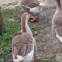 تخم غاز دو رگه.غاز معمولی سفید.تخم اردک.تخم مرغ