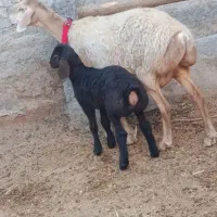 میش بره دار
