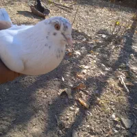 سلام تعدادی کبوتر