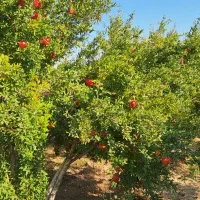 اجاره باغ انار