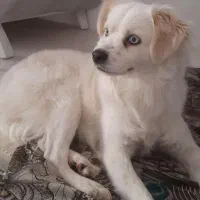 سگ پاکوتاه|سگ|قزوین, |دیوار