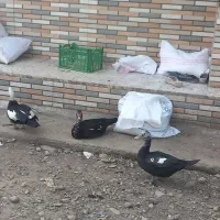 اردک اسرائلی