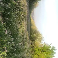 باغ-1000-متری-محدوده-گلبهار