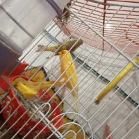 پرنده جفت قناریی