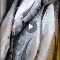 ماهی تازه حراج 250 فردا چهار شنبه میام یاسوج