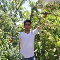 پیش فروش ویژه نهالستان عرفان امیرپور