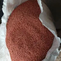 گندم دانه مرغی وبذری