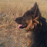 ژرمن جهت کشش